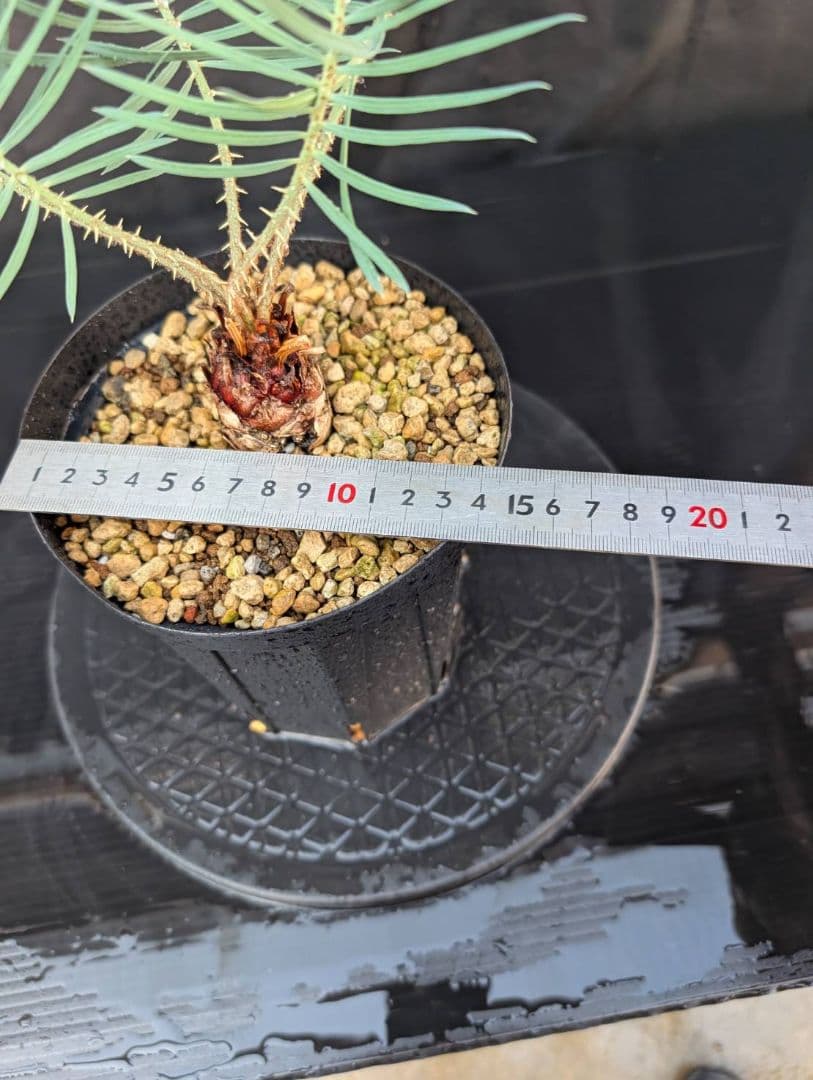 決算創業祭 お買い得 サイカスカイルンシアナ ウネリ葉 貴重 レア