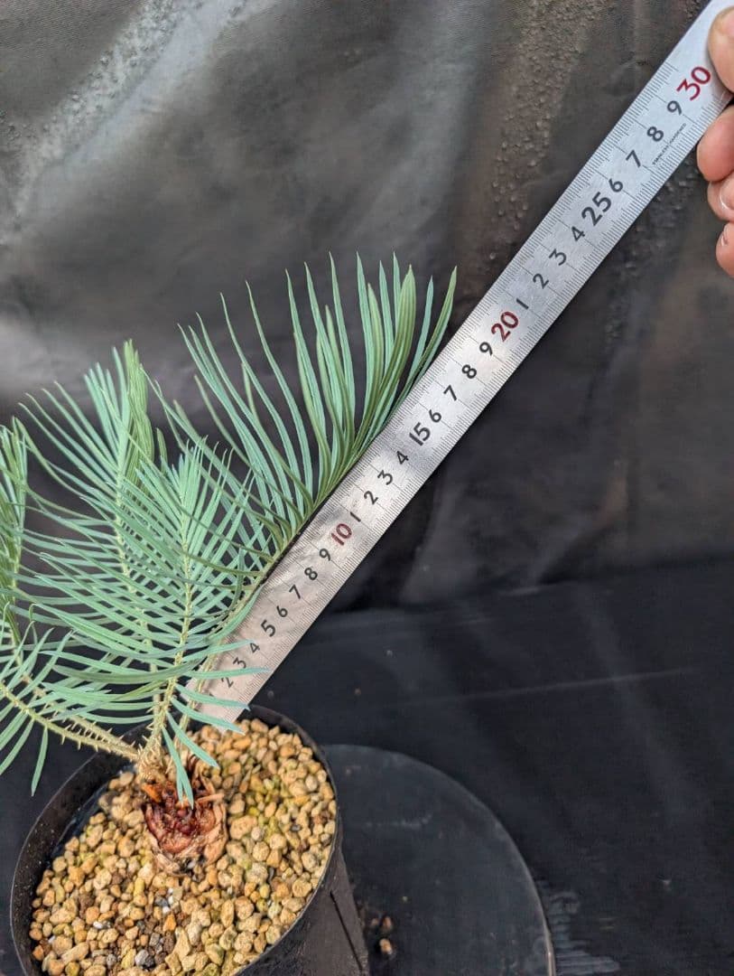 決算創業祭 お買い得 サイカスカイルンシアナ ウネリ葉 貴重 レア