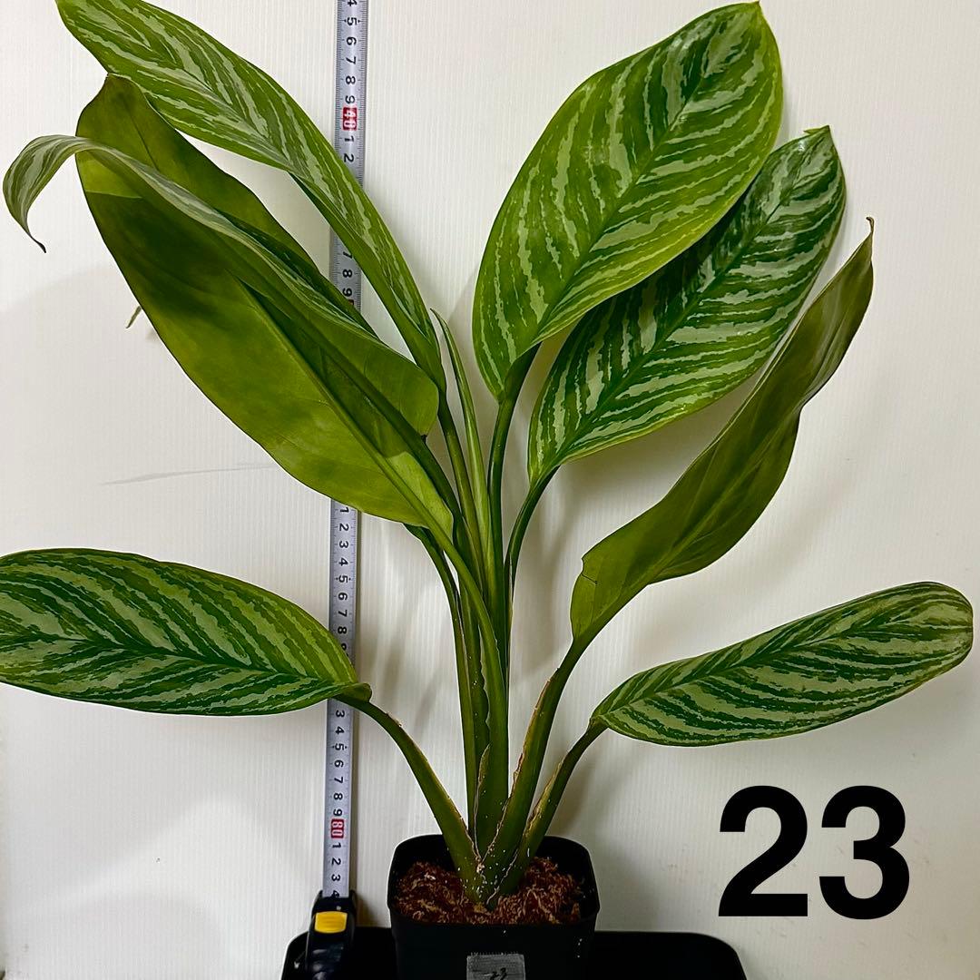 アグラオネマ ニティドゥム カーティシー 観葉植物 LEON レオン 23