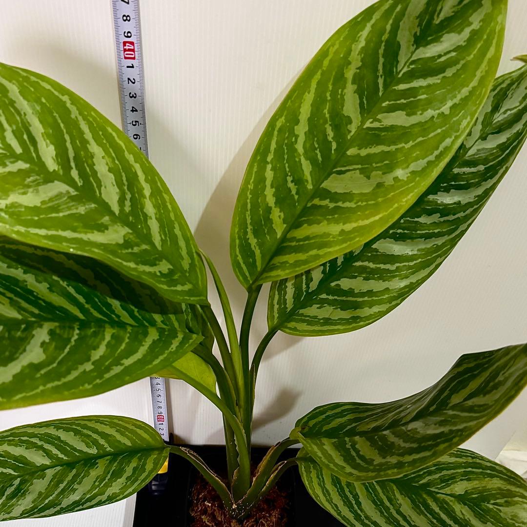 アグラオネマ ニティドゥム カーティシー 観葉植物 LEON レオン 23