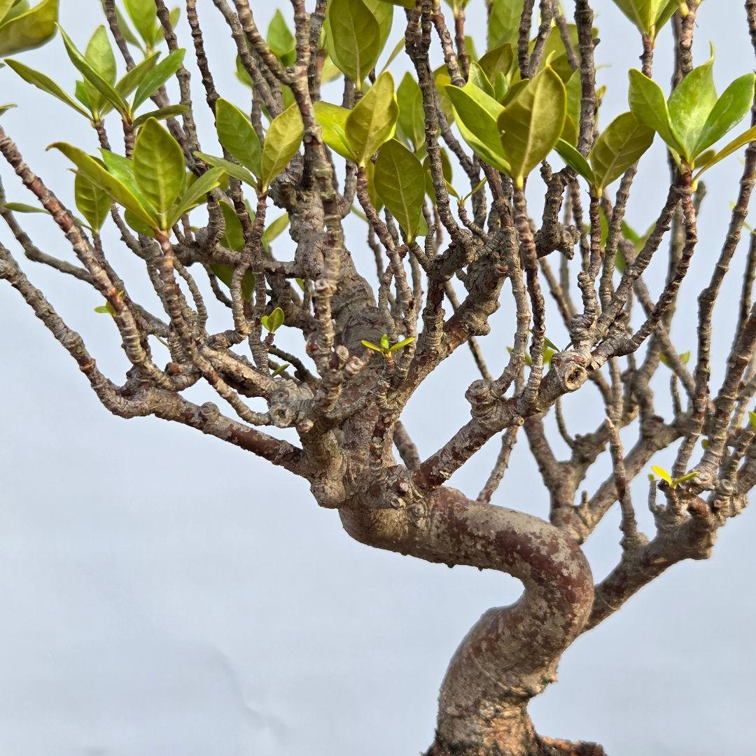 山梔子　(くちなし)　[模様木]　貴風盆栽