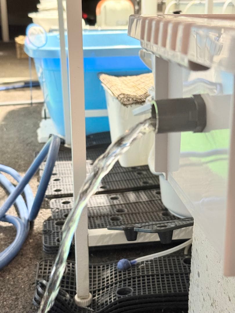 ★お買い得★たらい36L(5個)メダカ飼育容器オーバーフロー トロ舟プラ舟めだか