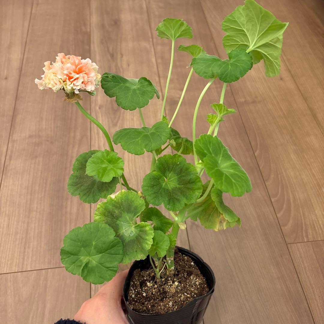 超レア品種ゼラニウム苗　オレンジシュシュ咲きゼラニウムmre021-1