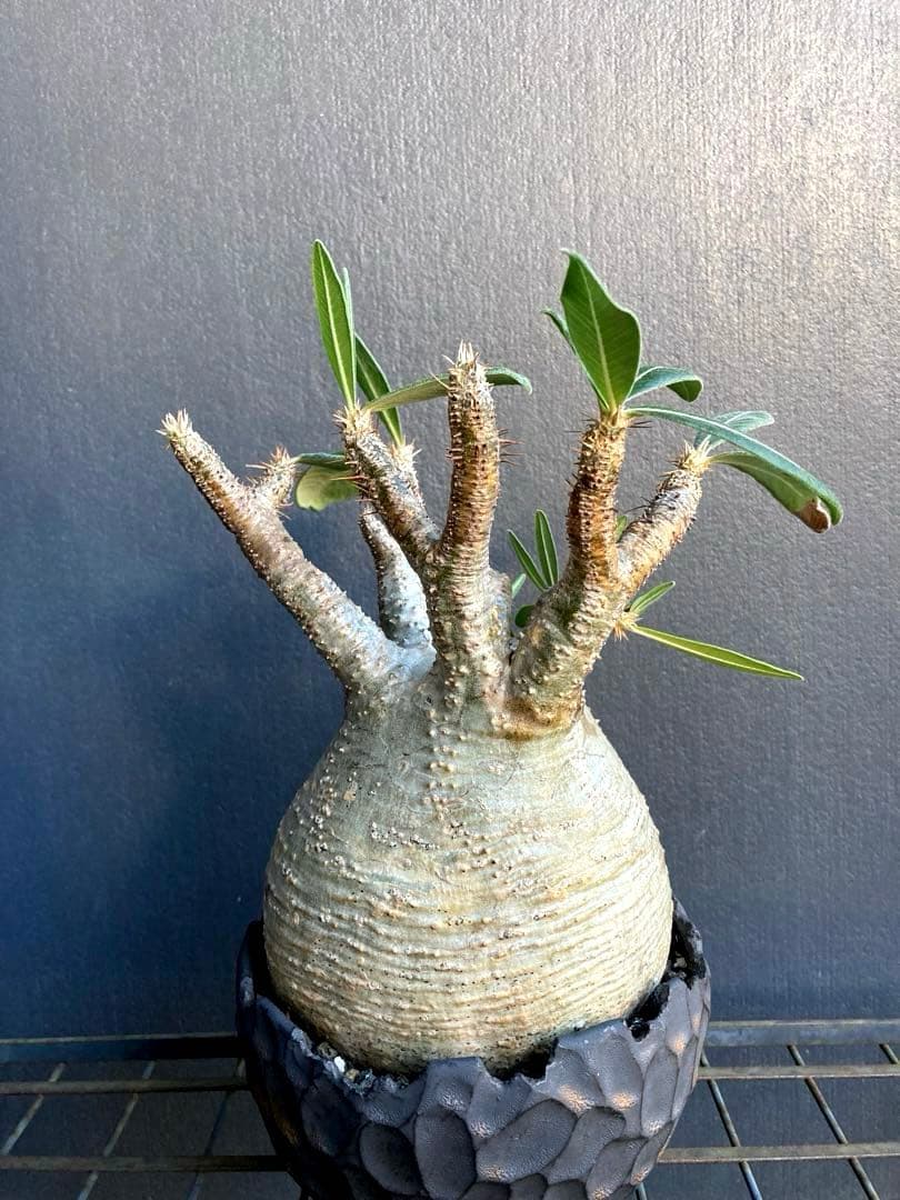 パキポディウム グラキリス 希少白肌横シワ まる型 塊根植物　作家鉢付き