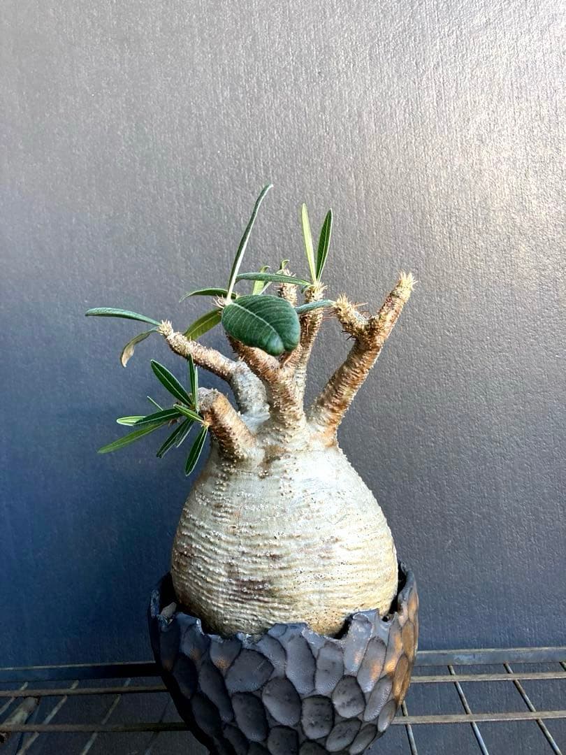 パキポディウム グラキリス 希少白肌横シワ まる型 塊根植物　作家鉢付き