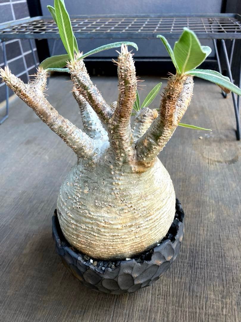 パキポディウム グラキリス 希少白肌横シワ まる型 塊根植物　作家鉢付き