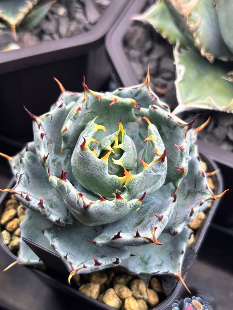 特選 アガベ 姫蠍蟹 イシスメンシス ハイブリッド 親株