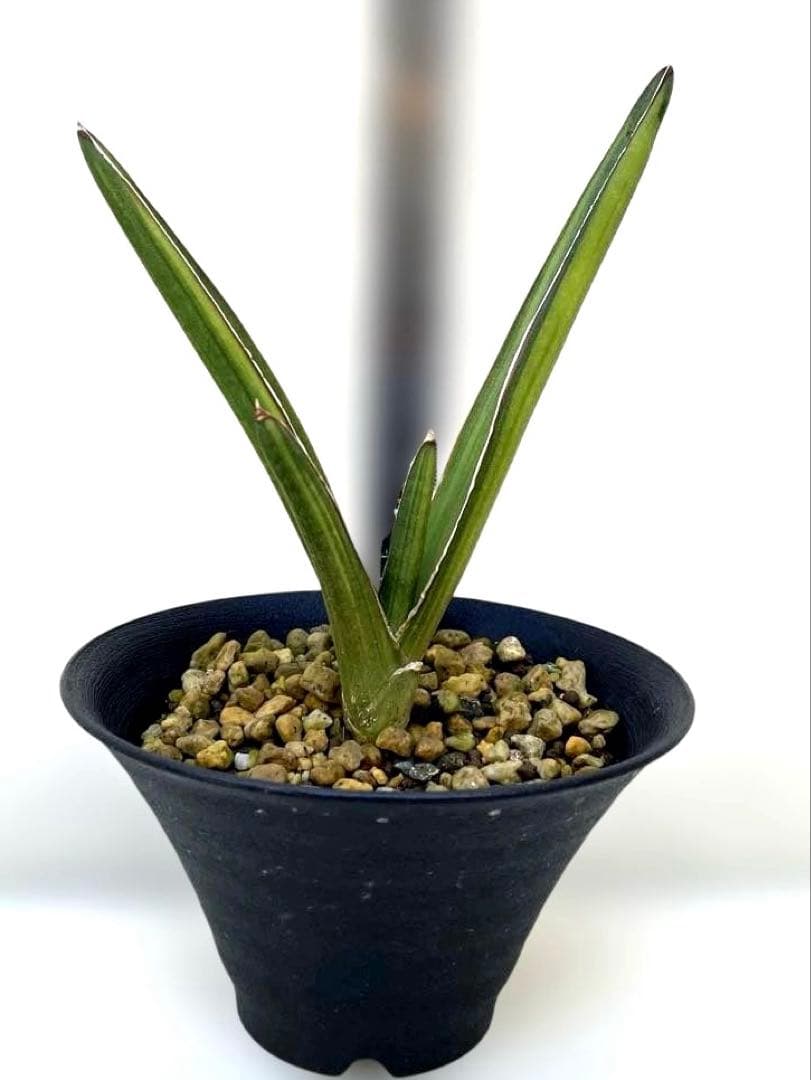 超希少　サンスベリア　斑入りカナリキュラタ　カナリキュラータ　ナナ　本物