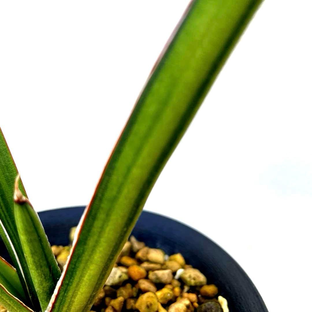 超希少　サンスベリア　斑入りカナリキュラタ　カナリキュラータ　ナナ　本物