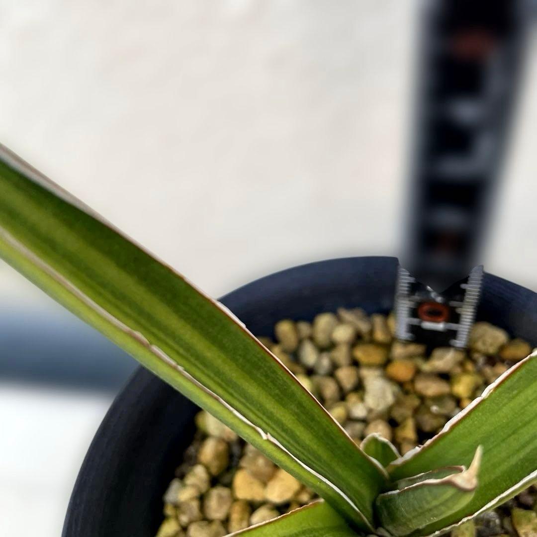 超希少　サンスベリア　斑入りカナリキュラタ　カナリキュラータ　ナナ　本物