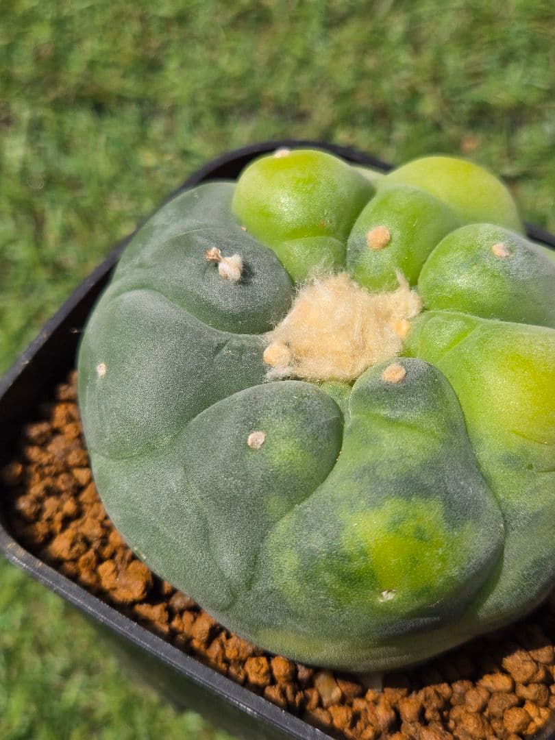 銀冠玉錦　実生　サボテン