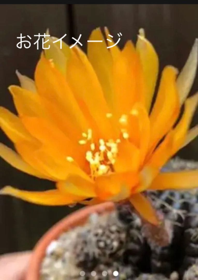 専用ページです(^ ^)