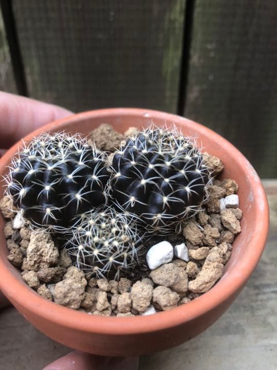 専用ページです(^ ^)