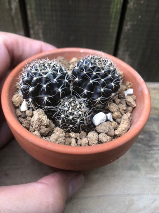 専用ページです(^ ^)