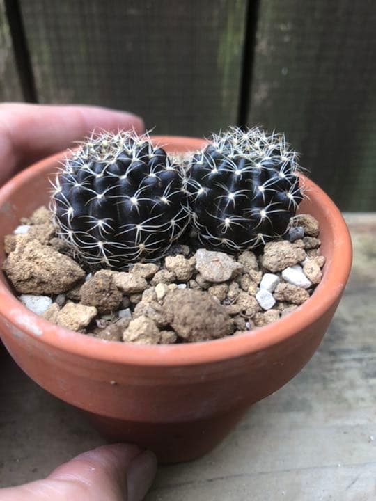 専用ページです(^ ^)