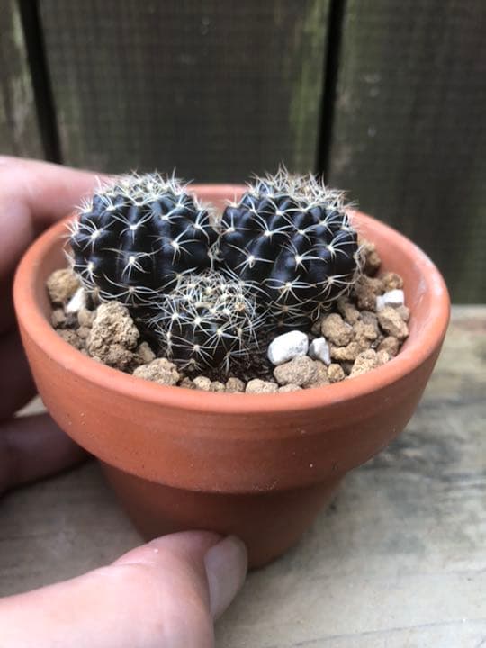 専用ページです(^ ^)