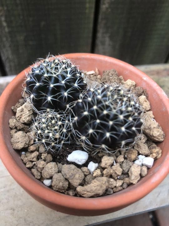 専用ページです(^ ^)