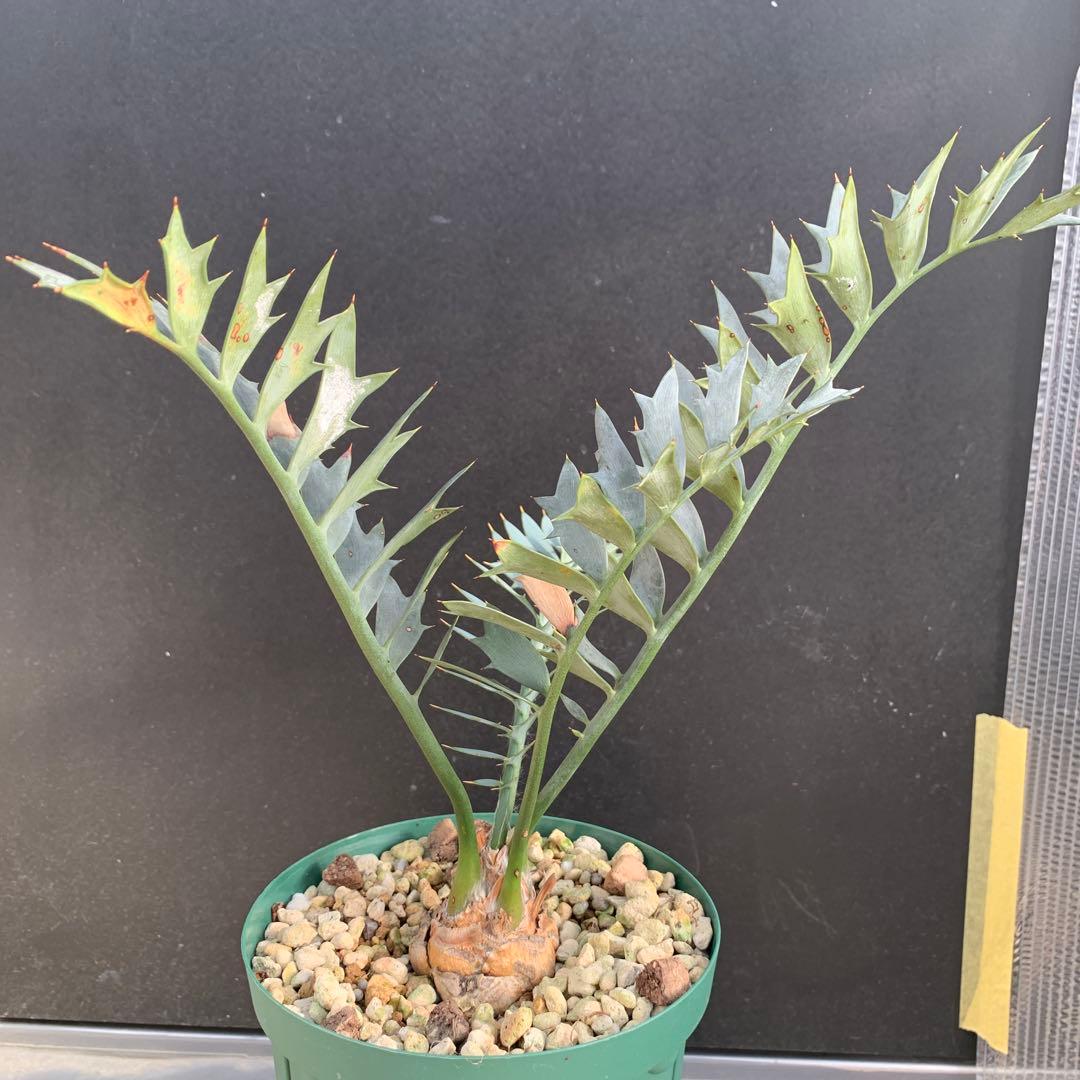 【南アフリカ産】エンセファラルトス・ホリダス（No3-3）