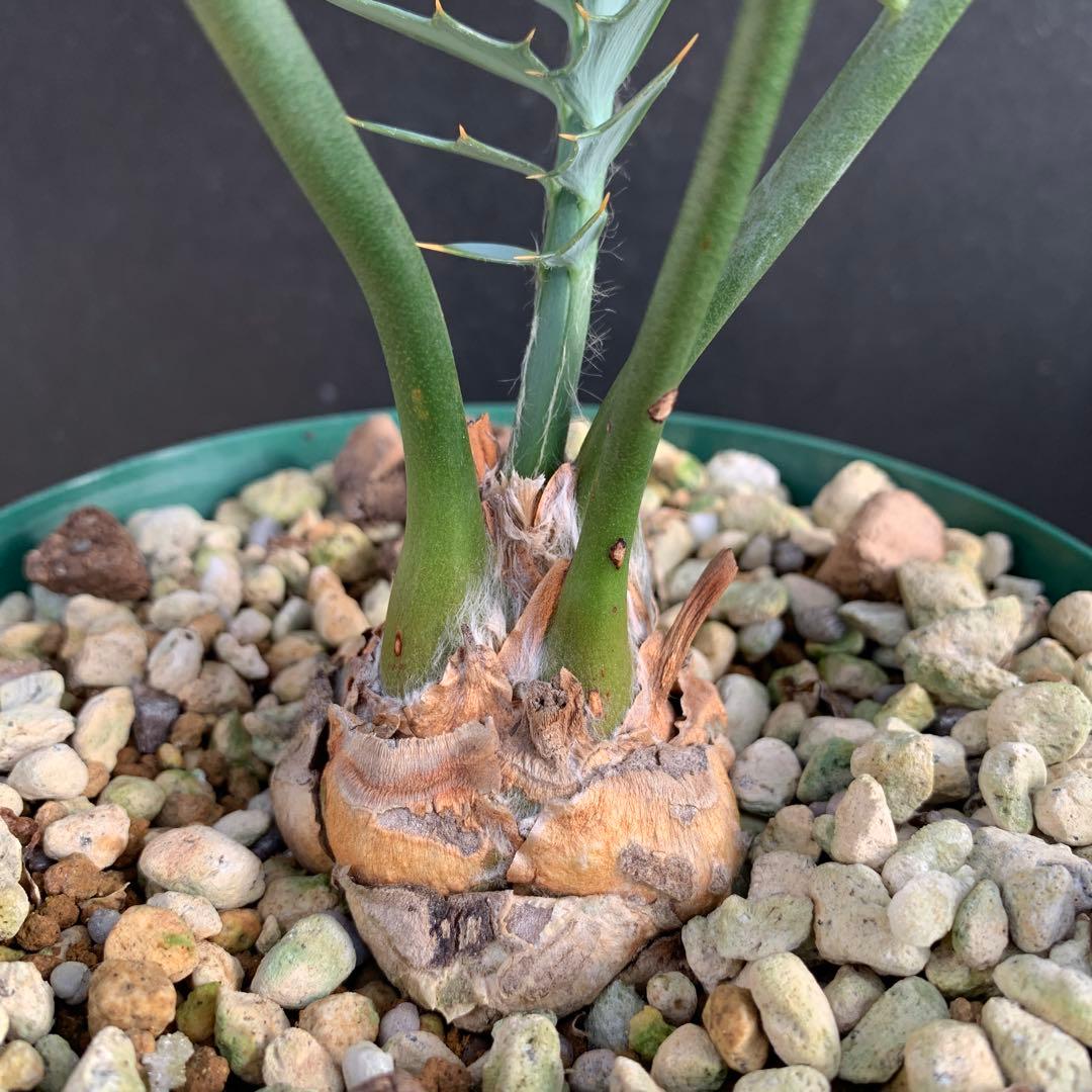 【南アフリカ産】エンセファラルトス・ホリダス（No3-3）