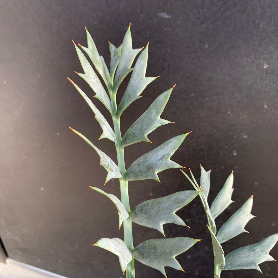 【南アフリカ産】エンセファラルトス・ホリダス（No3-3）