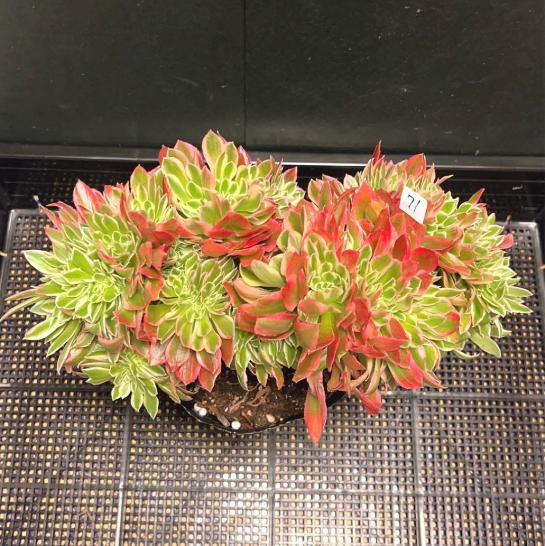 71#多肉植物アエオニウム錦❤️ 女神セッカ ❤️30cm拔き苗