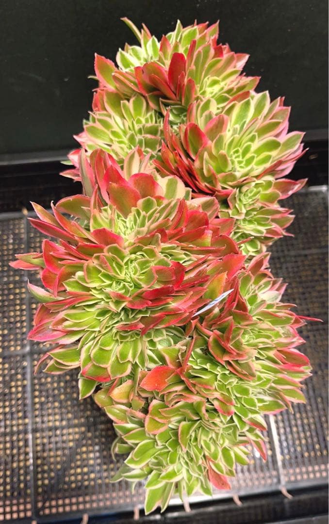 71#多肉植物アエオニウム錦❤️ 女神セッカ ❤️30cm拔き苗