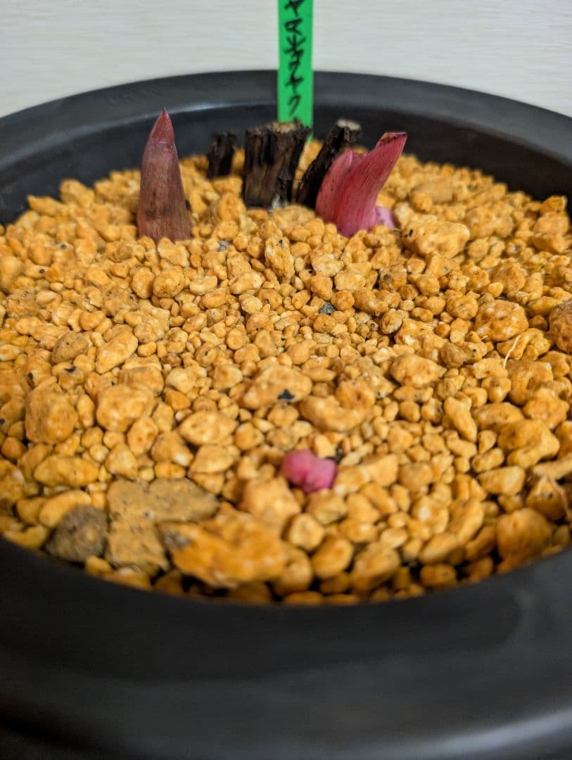 山芍薬赤花　北海道産