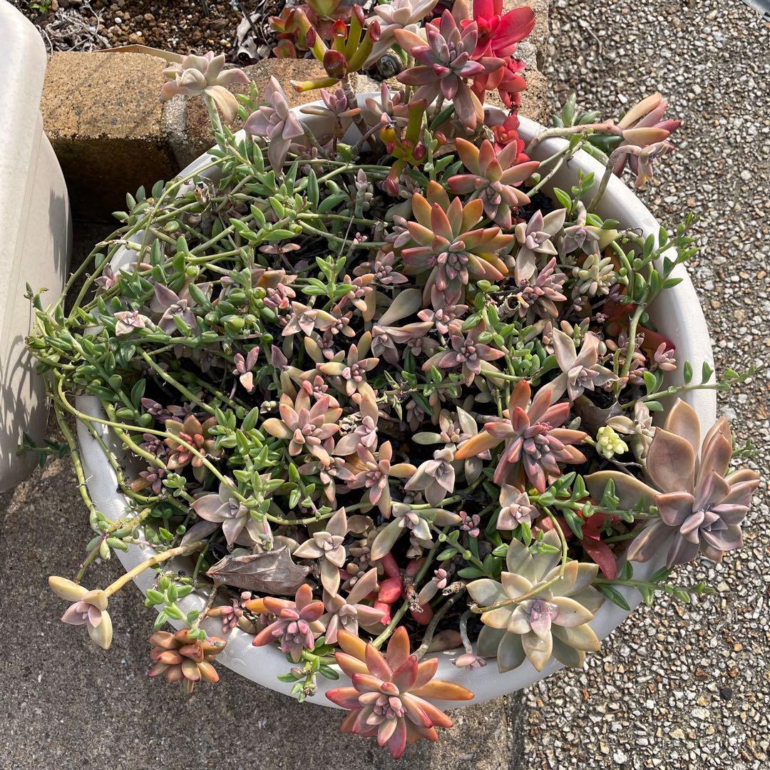 多肉植物　写真全て