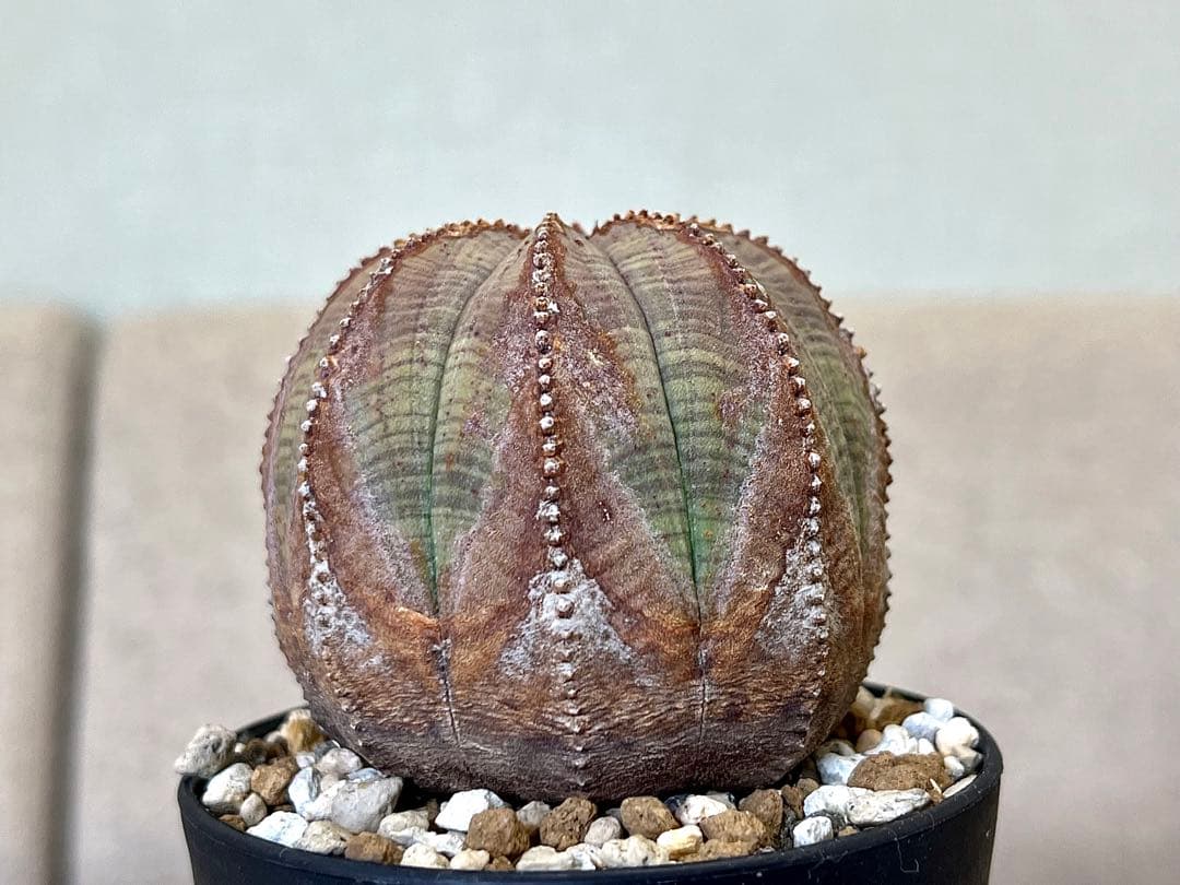 ユーフォルビア オベサ ヨーロッパ株 オールド 木質化