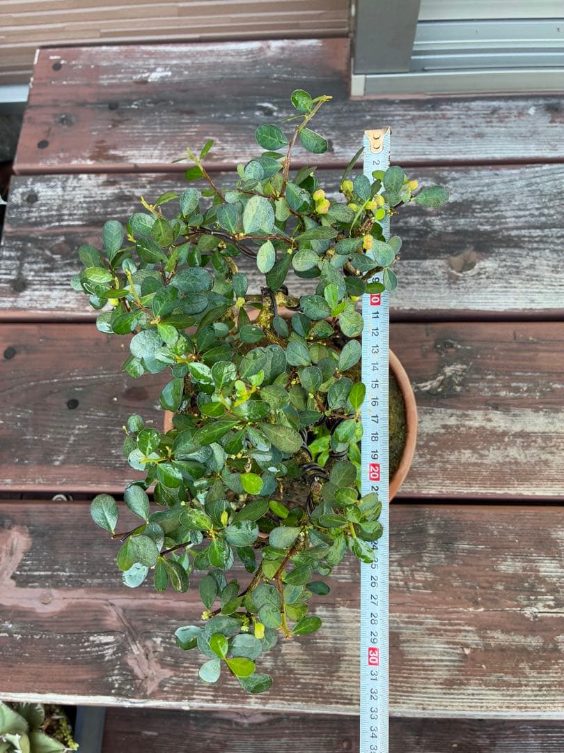 針蔓正木　沖縄盆栽　マッコウ　値下げ