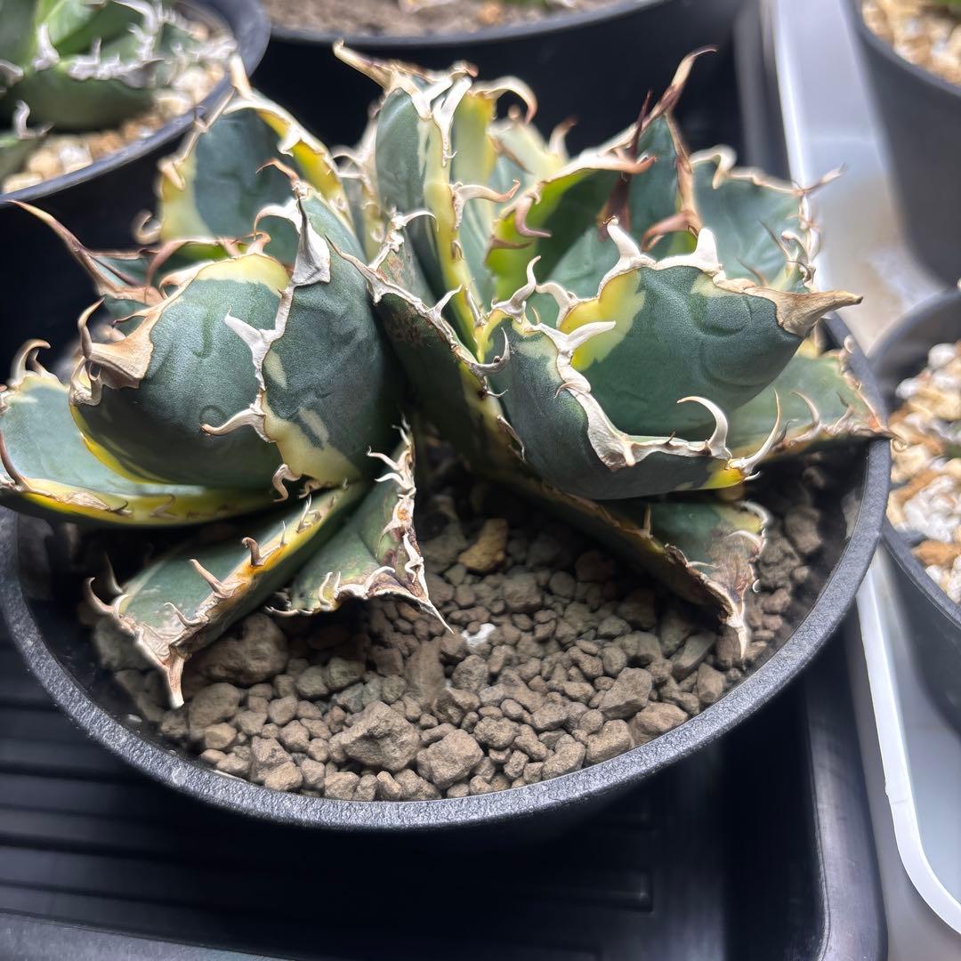 アガベ チタノタ 白鯨錦（永久斑） 覆輪斑 双頭群生株