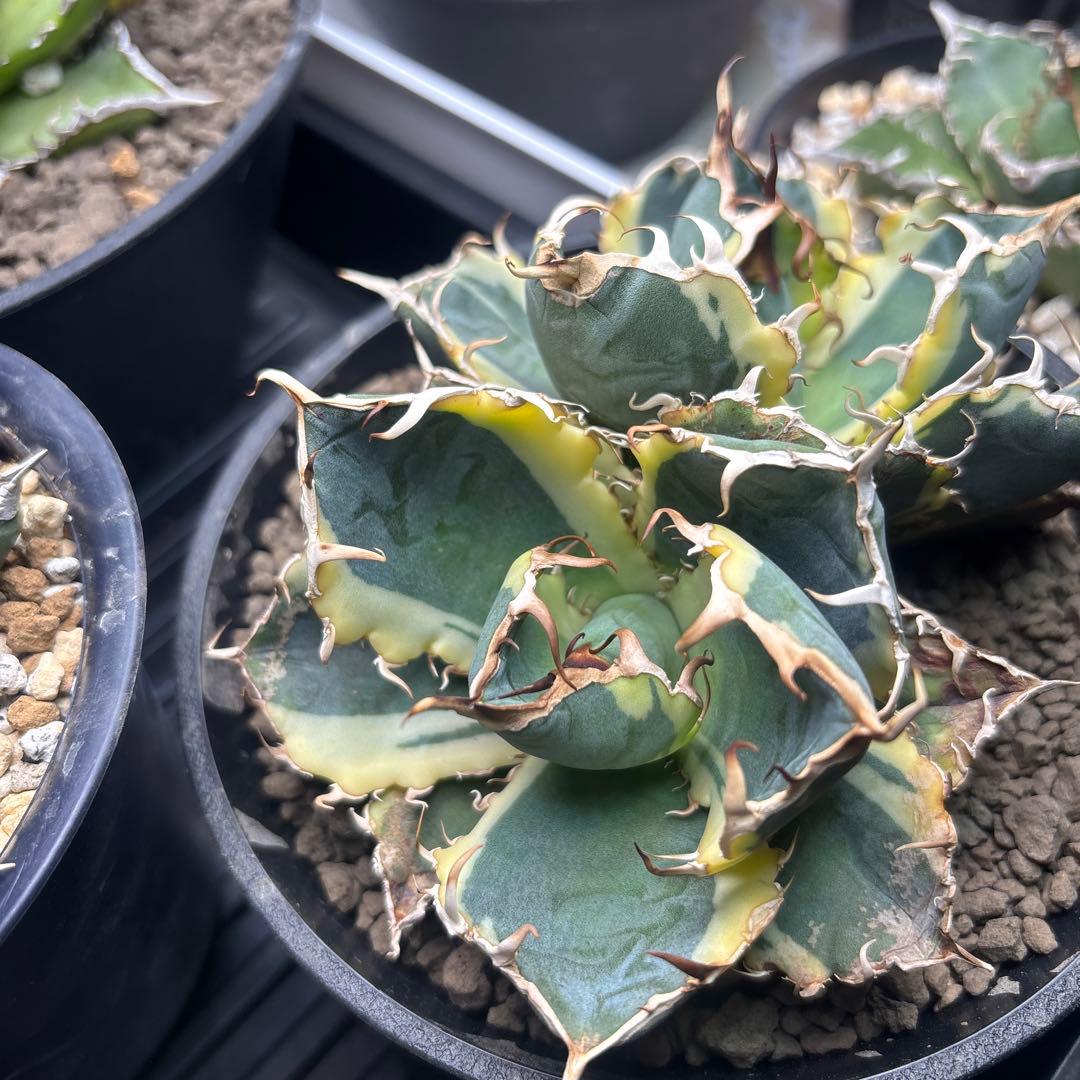 アガベ チタノタ 白鯨錦（永久斑） 覆輪斑 双頭群生株