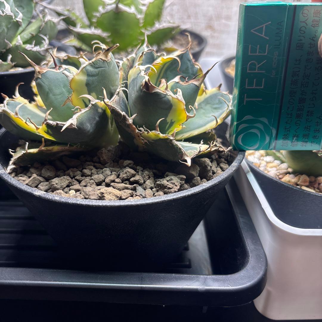 アガベ チタノタ 白鯨錦（永久斑） 覆輪斑 双頭群生株