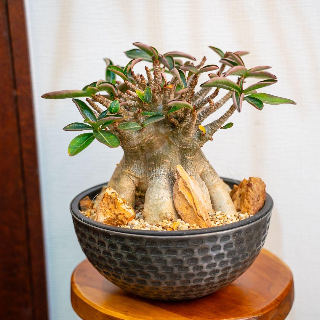 アデニウムアラビカム