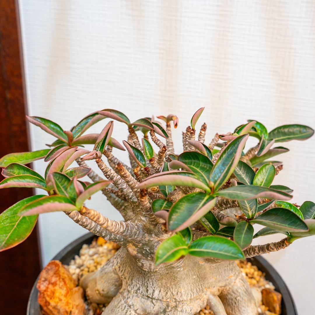 アデニウムアラビカム