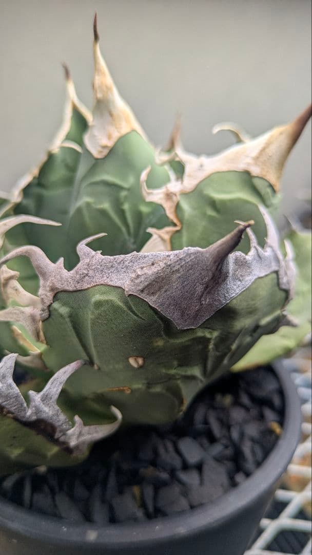 【現地球】アガベ　オアハカ　オテロイ　検）チタノタ　実生　ノーネーム