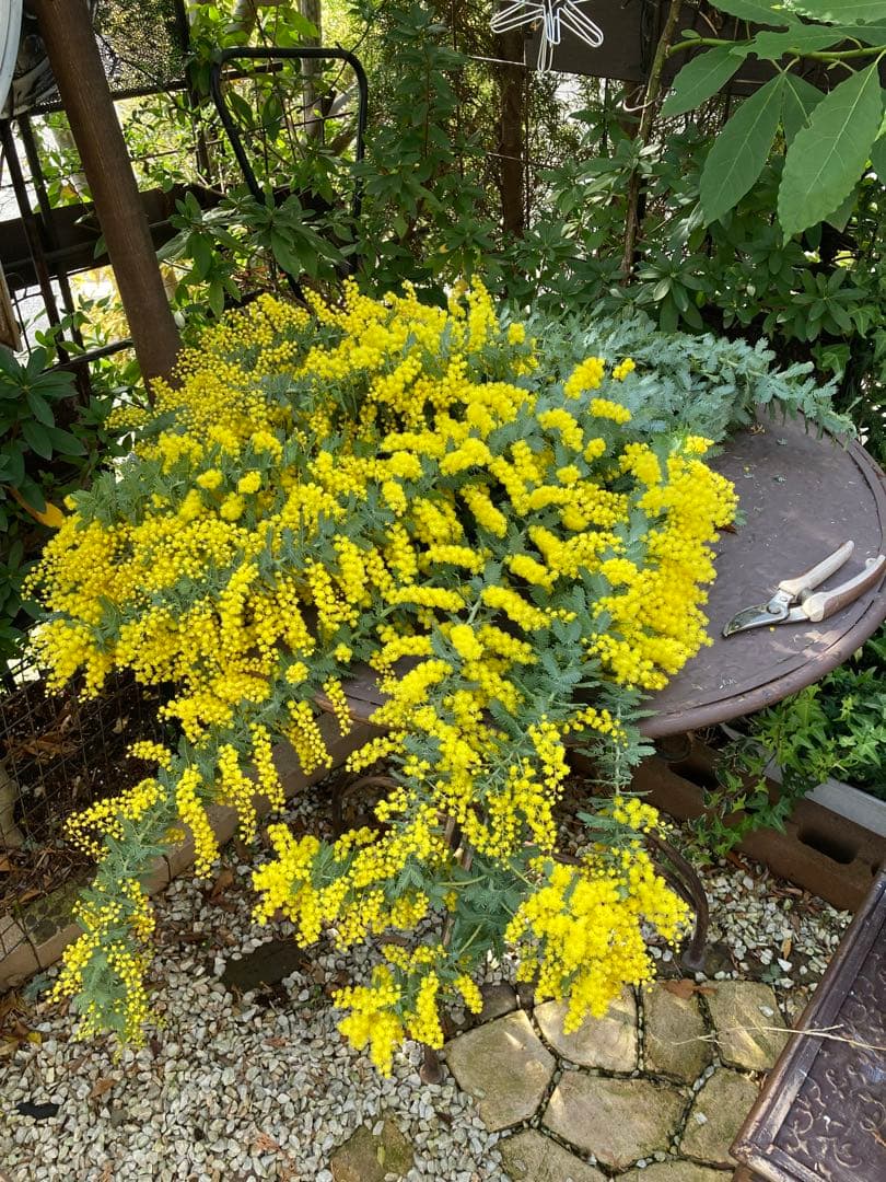 ミモザ　フレッシュ　予約　3箱限定