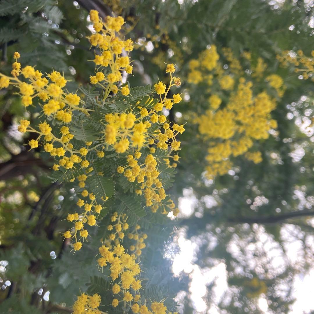 ミモザ　フレッシュ　予約　3箱限定