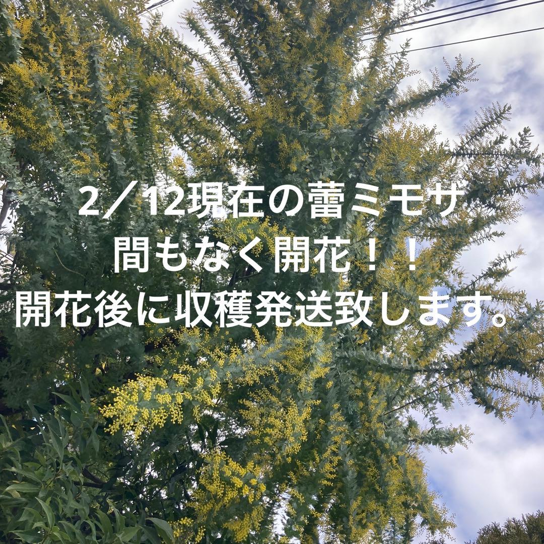 ミモザ　フレッシュ　予約　3箱限定