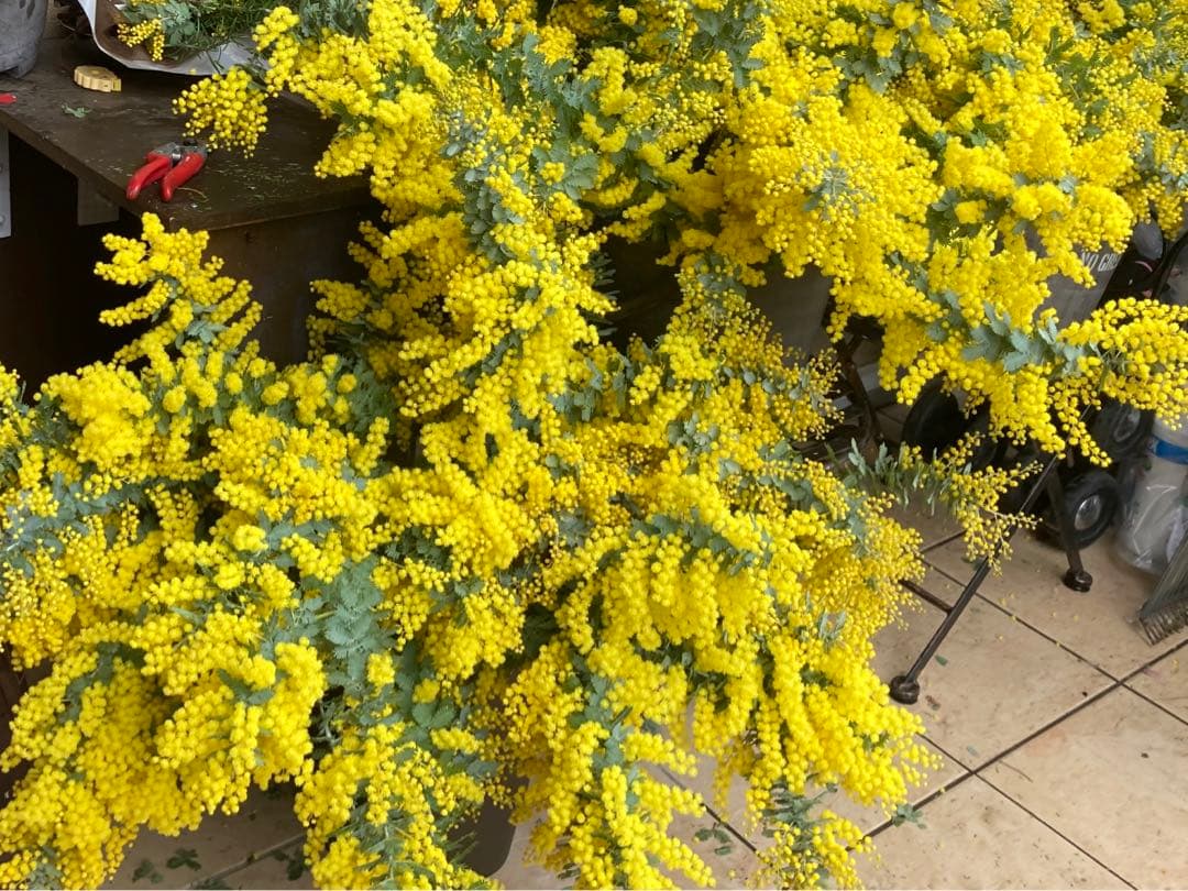 ミモザ　フレッシュ　予約　3箱限定