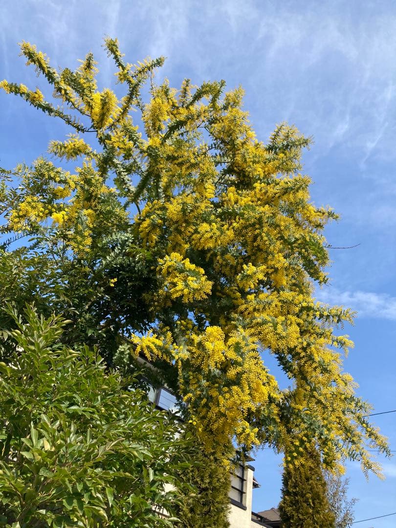 ミモザ　フレッシュ　予約　3箱限定