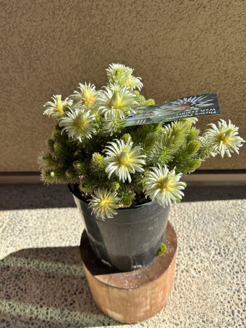 フィリカプベッセンスワフトフェザー7号②