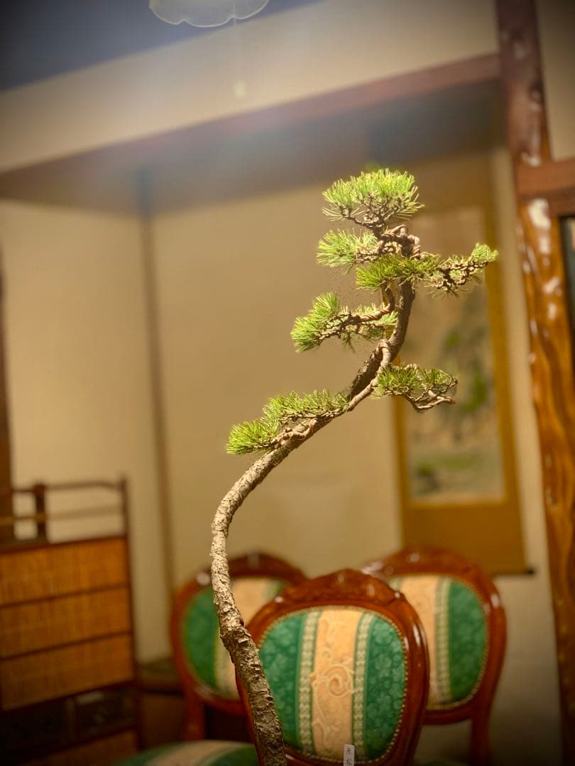 お洒落な曲芸の文人赤松　樹高約86cm（検索/黒松　真柏　捻転　盆栽　古木）