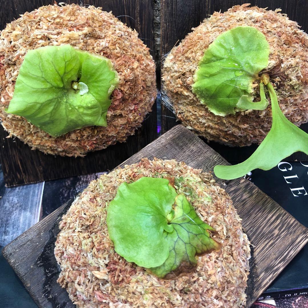 ビカクシダ リドレイ シルベリー マダガスカリエンセ 3株セット 板付け MRD