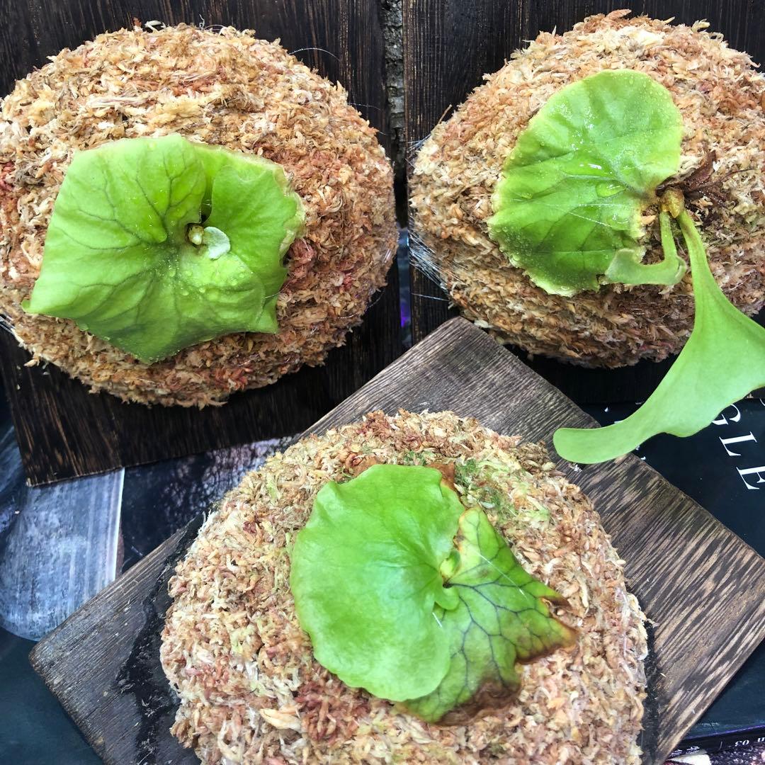 ビカクシダ リドレイ シルベリー マダガスカリエンセ 3株セット 板付け MRD