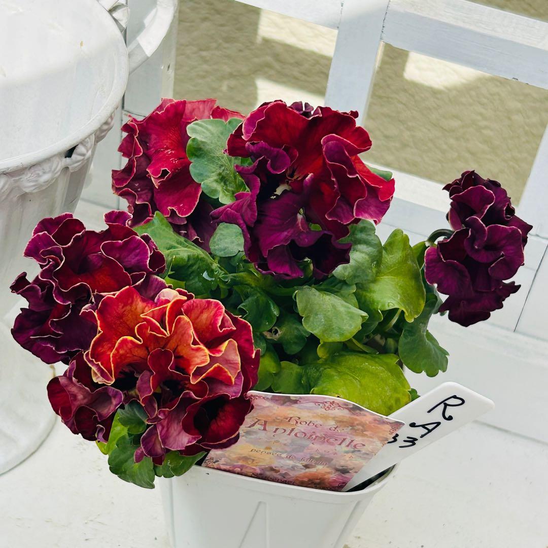 Mie さま　✼••セール中••✼ＲＡ３３♥サトウ園芸　ローブドゥアントワネット