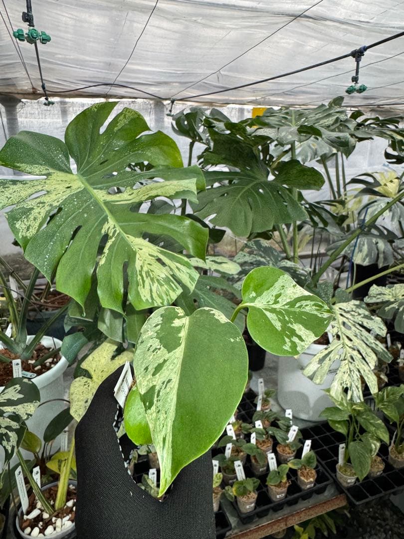 A4モンステラ　デリシオーサ　ベトシオーサ　2寸ポリポット　ネコポス発送