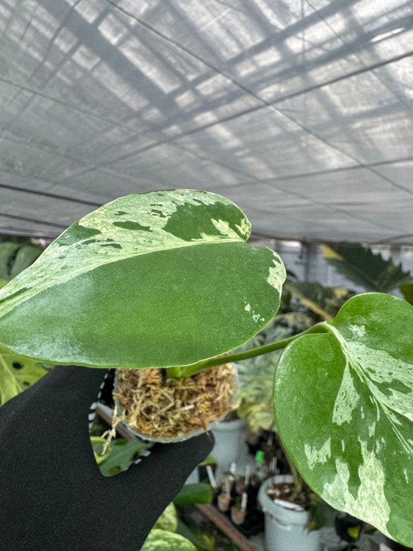 A4モンステラ　デリシオーサ　ベトシオーサ　2寸ポリポット　ネコポス発送