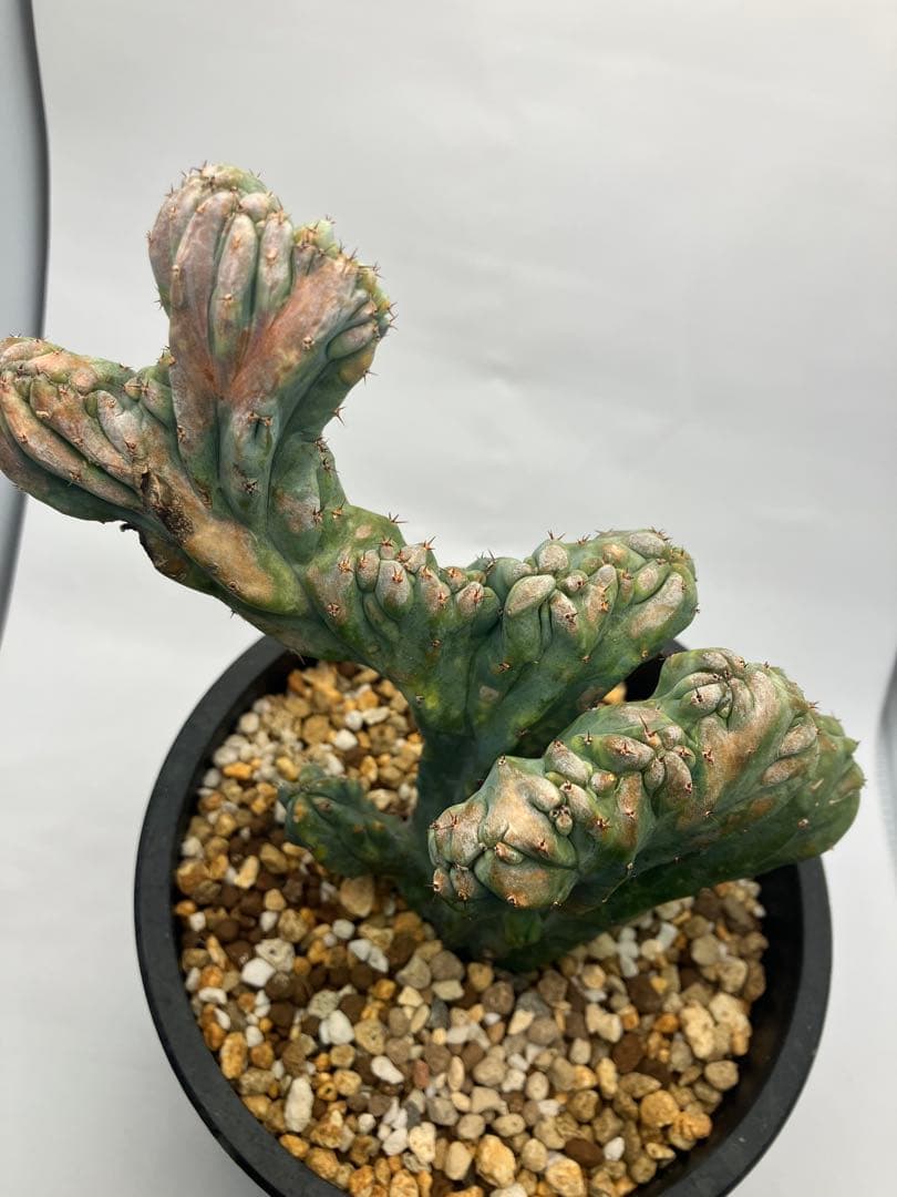 【圧倒的】竜神木 綴化 Maceta鉢付き / ヴィンテージ感漂う古木の風格