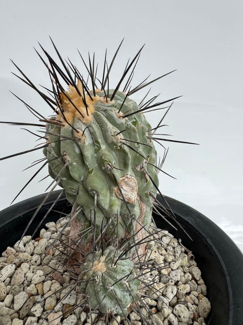 コピアポア　黒士冠　デアルバータ　現地球